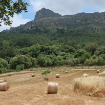 Bales of straw in the green and fruitful region of Polenca